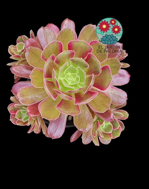 Aeonium Eden variegata (grande y con muchos hijos)