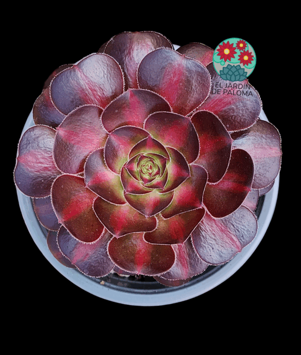 Aeonium Chanel middle variegata (importación, buen tamaño)