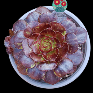 Aeonium Chanel x Bing bang variegata con hijuelo  (importación)