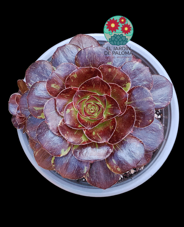 Aeonium Chanel x Bing bang variegata con hijuelo  (importación)