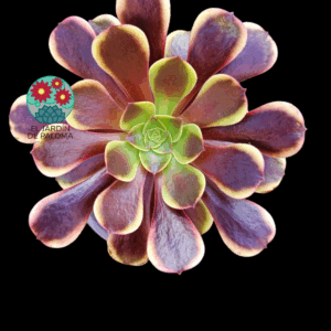 Aeonium Super bang (buen tamaño)