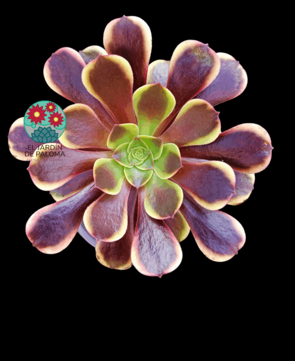 Aeonium Super bang (es grande)