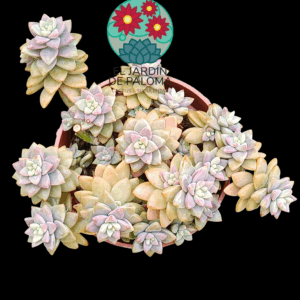 Sedeveria "Pink granite" (colonia, para transplante)