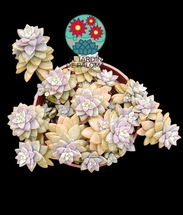 Sedeveria "Pink granite" (colonia, para transplante)