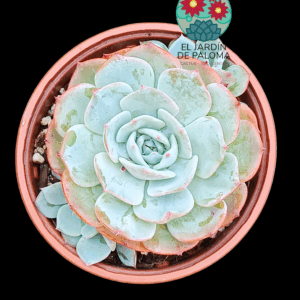 Echeveria Secunda azulita con hijuelo
