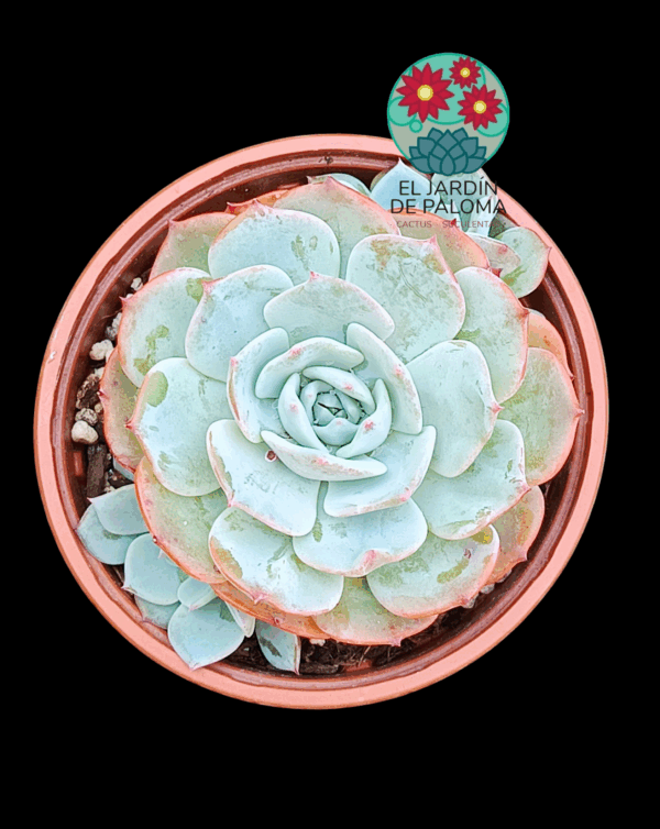 Echeveria Secunda azulita con hijuelo