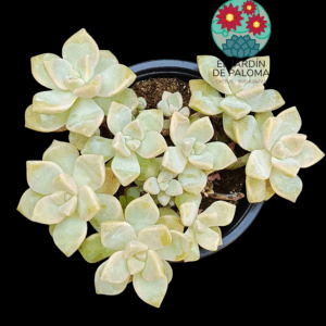 Graptosedum "Nuit Blanche" (es grande)