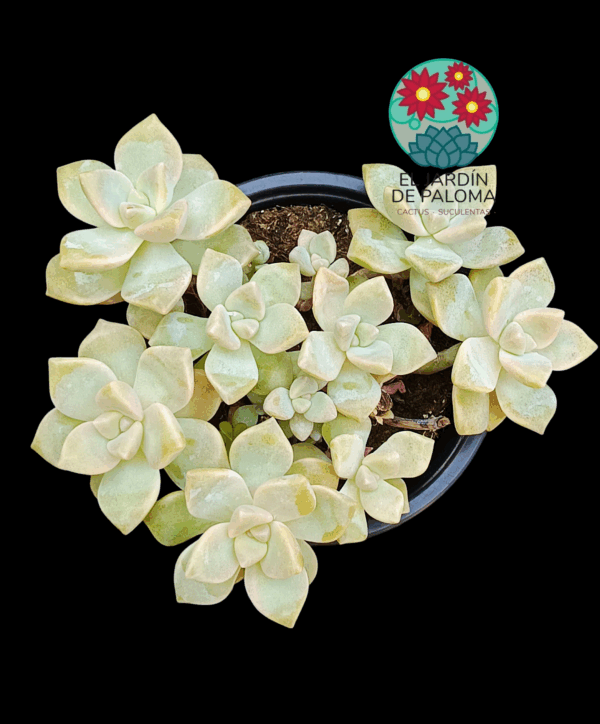 Graptosedum "Nuit Blanche" (es grande)