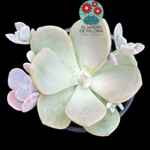 Graptoveria "Margaret rose" con hijuelo (roseta grande)