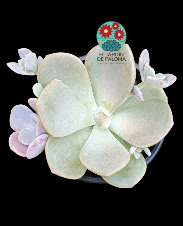 Graptoveria "Margaret rose" con hijuelo (roseta grande)