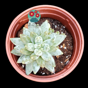 Pachyphytum compactum "Red tips"