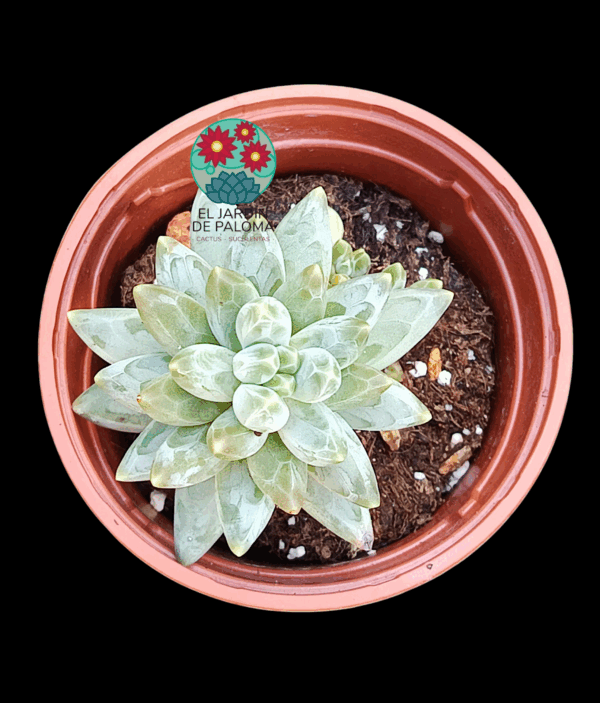 Pachyphytum compactum "Red tips"