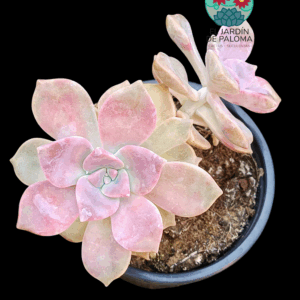 Graptopelatum "Purple delight" 2 rosetas