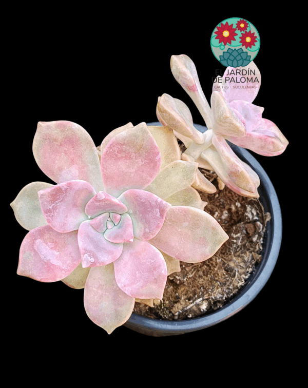 Graptopelatum "Purple delight" 2 rosetas