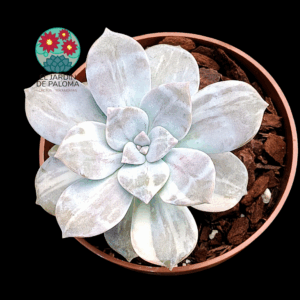 Graptopelatum "Superbum" variegata (importación)