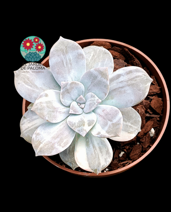 Graptopelatum "Superbum" variegata (importación)