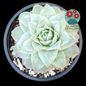 Echeveria "Boeil rose"