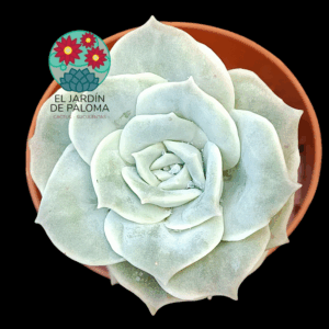 Graptoveria Lovely rose