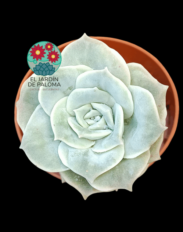 Graptoveria Lovely rose