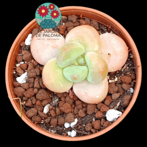 Graptosedum salmon (importación, maceta pequeña)