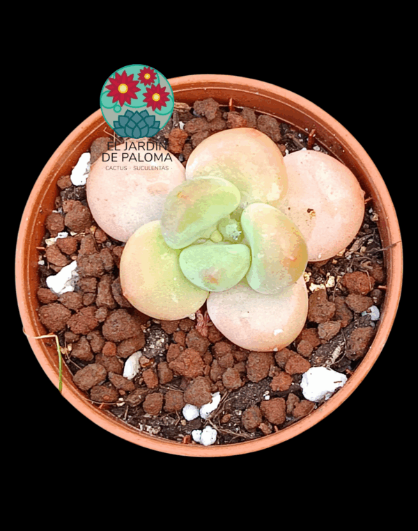 Graptosedum salmon (importación, maceta pequeña)
