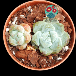 Echeveria Ice grape (tamaño pequeño, importación)