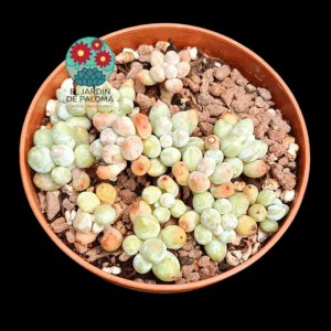 Pachyphytum "Pink lovers" (importación, tamaño mediano)