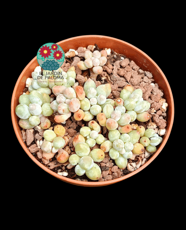 Pachyphytum "Pink lovers" (importación, tamaño mediano)