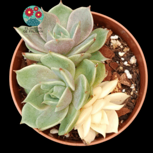 Echeveria Lake Baikal variegata (de 3 rosetas, importación)