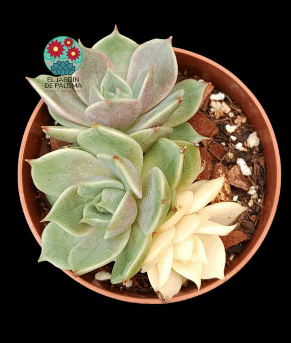 Echeveria Lake Baikal variegata (de 3 rosetas, importación)