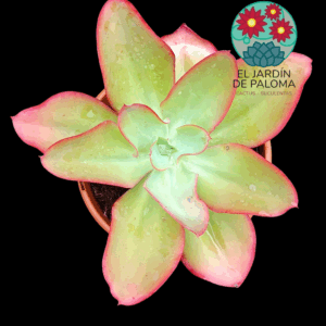 Echeveria Undulata (muy grande)