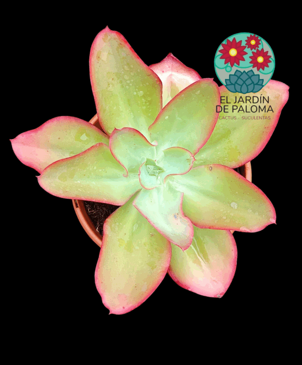 Echeveria Undulata (muy grande)