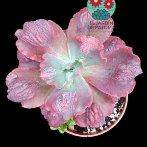 Echeveria "Lilac Frost" (hibrido de gibbiflora, tamaño muy grande)