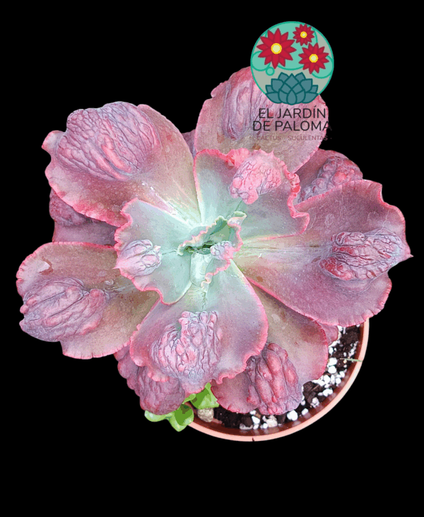 Echeveria "Lilac Frost" (hibrido de gibbiflora, tamaño muy grande)