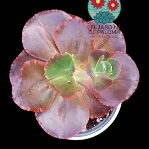 Echeveria Medallion (maceta grande)