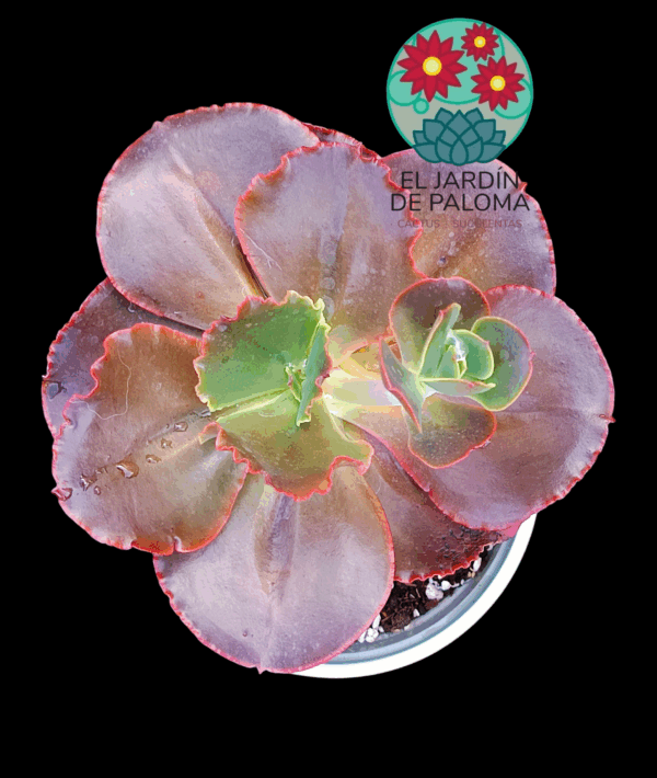 Echeveria Medallion (maceta grande)