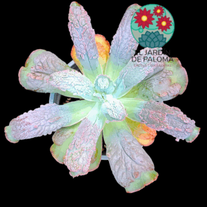 Echeveria Linguas (maceta grande)