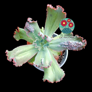 Echeveria Verrugas (hibrido gibbiflora)
