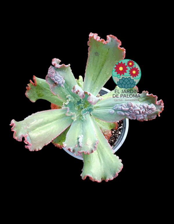 Echeveria Verrugas (hibrido gibbiflora)