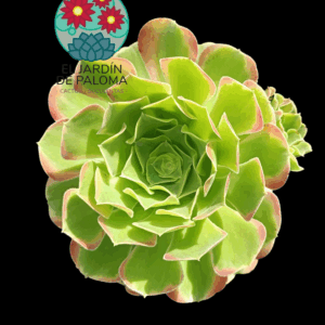 Aeonium Tesla variegata (importación, grande y con un hijo)
