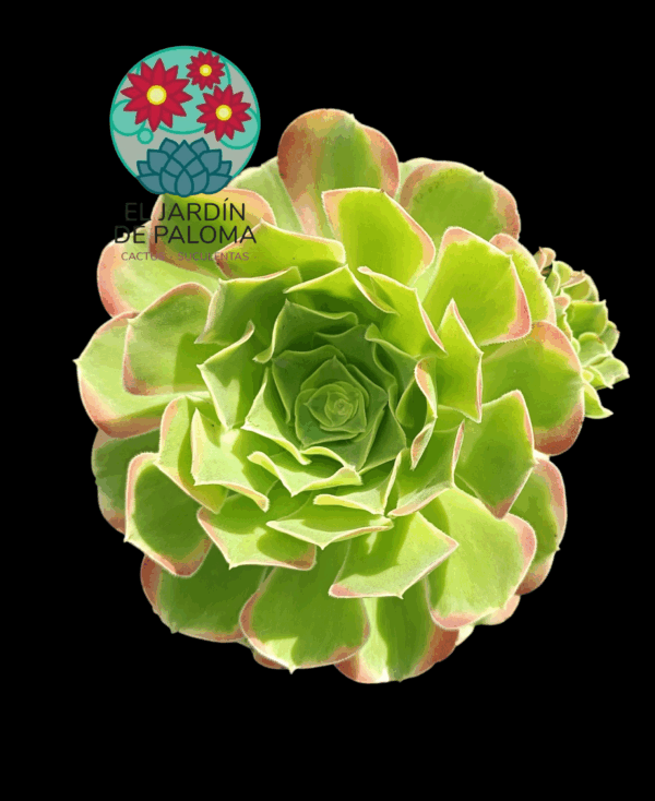 Aeonium Tesla variegata (importación, grande y con un hijo)