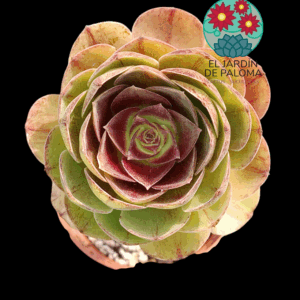 Aeonium "Black evil"