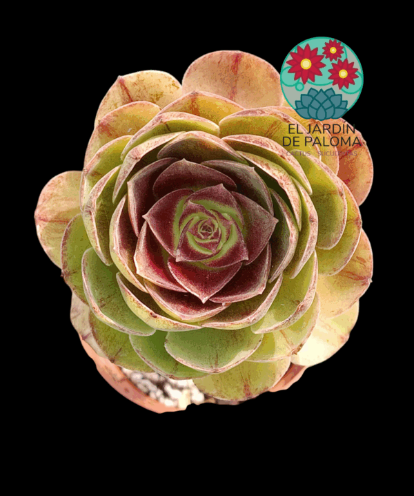 Aeonium "Black evil"