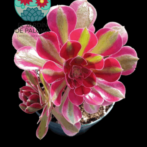 Aeonium "Moon fairy" cluster variegata (importación, muy grande y con muchos hijos)