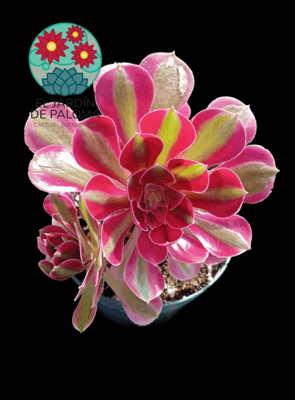 Aeonium "Moon fairy" cluster variegata (importación, muy grande y con muchos hijos)