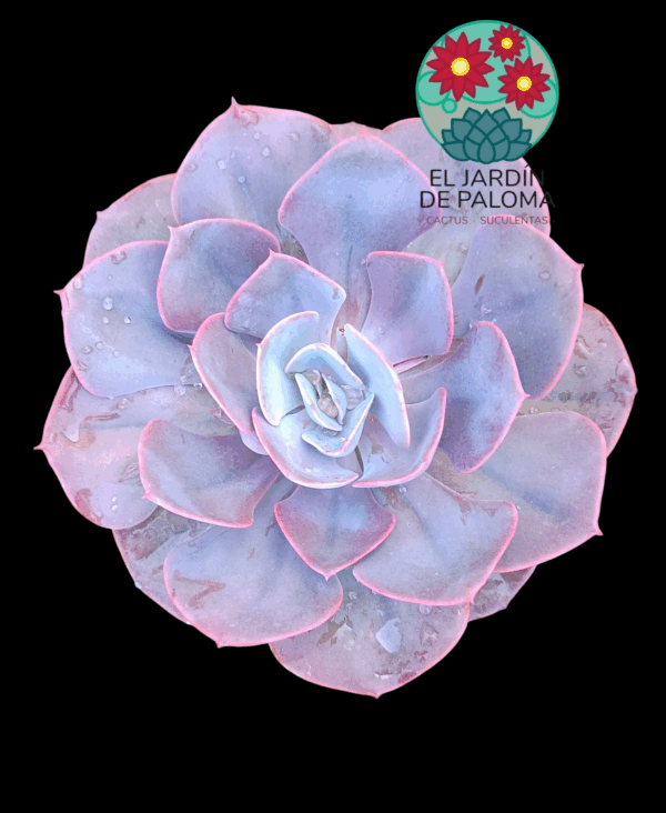 Echeveria Dusty rose ( maceta grande)