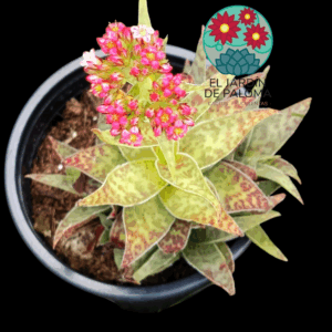 Crassula Alba