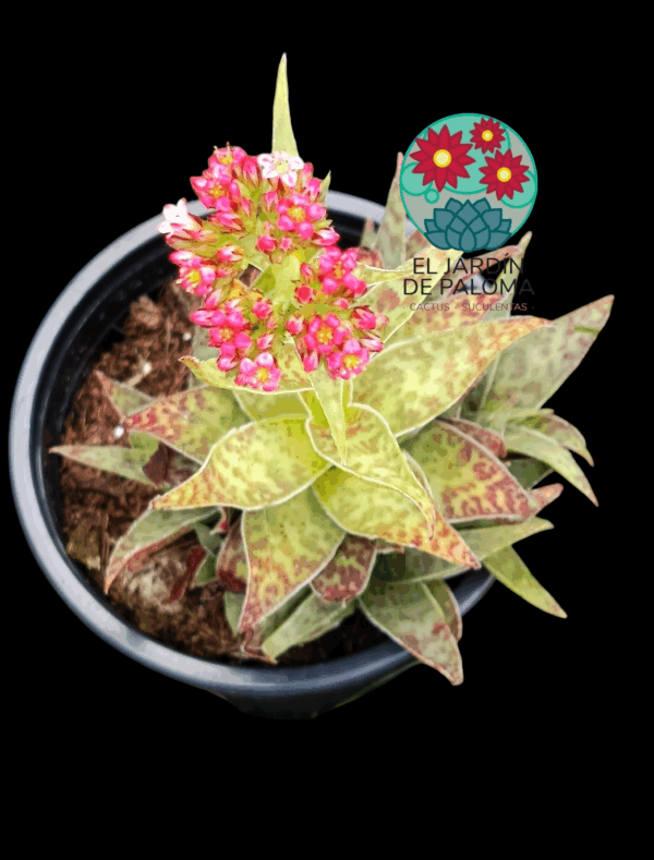 Crassula Alba