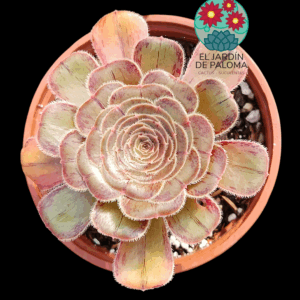 Aeonium Arboreum var. rubrolineatum