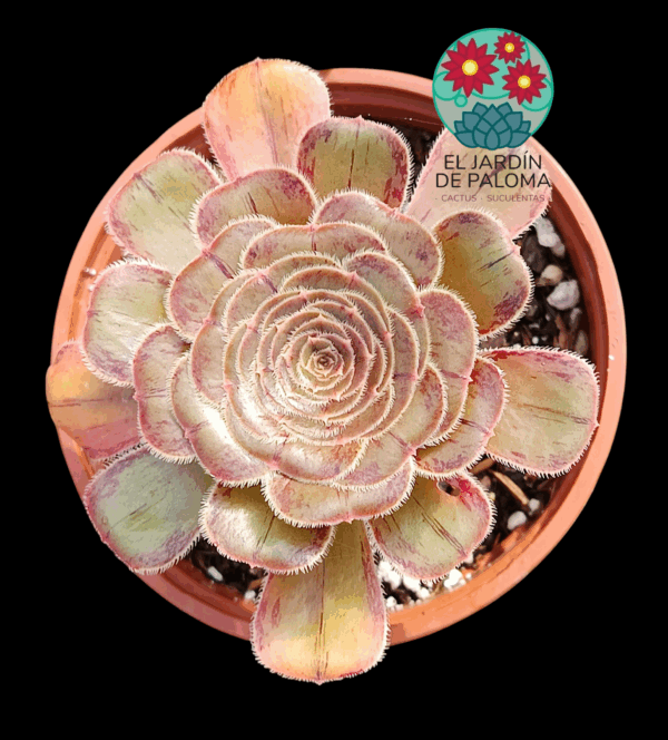Aeonium Arboreum var. rubrolineatum